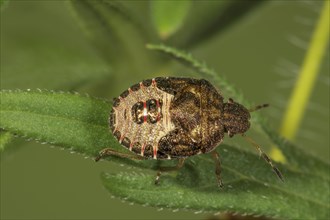 Spring tree bug (Peribalus strictus) in the 5th larval stage on a leaf, Baden-Württemberg, Germany,