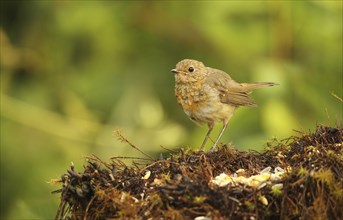 European robin (Erithacus rubecula) fledgling at summer feeding, Allgäu, Bavaria, Germany, Europe