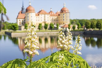 Moritzburg Baroque Palace in spring with blossoming chestnuts