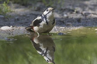 Great spotted woodpecker (Dendrocopos major), greater spotted woodpecker male drinking water from