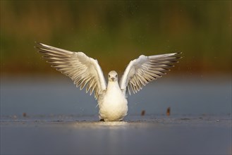 Black-headed Black-headed Gull (Chroicocephalus ridibundus) Juvenile plumage, bathing, plumage