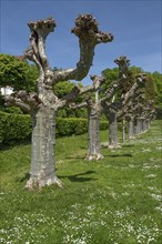 Trimmed plane trees in the city garden of Emmendingen, Baden-Württemberg, Germany, Europe