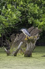 Black-crowned night heron (Nycticorax nycticorax), black-capped night heron perched on tree trunk