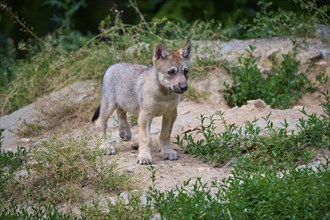 Timber Wolf (Canis lupus), cub, captive, Germany, Europe