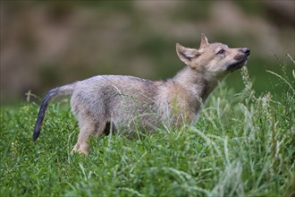 Timber Wolf (Canis lupus), cub, captive, Germany, Europe