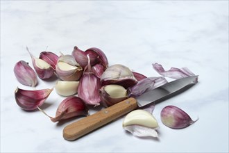 Fresh red garlic cloves with knife, France, Europe