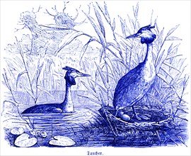 Two Great Crested Grebes with clutch of eggs, Hubertus hunting and hunting scenes, wild animals,