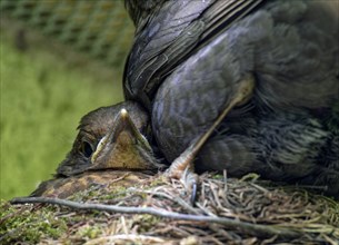 Blackbird (Turdus merula), female and nestling, young blackbird in nest, Saxony, Germany, Europe