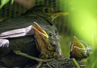 Blackbird, female and nestlings, young blackbirds (Turdus merula) in nest, Saxony, Germany, Europe