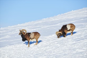 European mouflon (Ovis aries musimon) rams on a snowy meadow in the mountains in tirol, Kitzbühel,