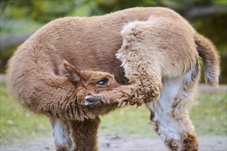 Llama (Lama glama) juvenile, portrait, Bavaria, Germany, Europe