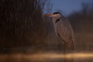 Grey heron (Ardea cinerea) foraging at dawn in the morning, sunrise, blue hour, haze, fog, winter