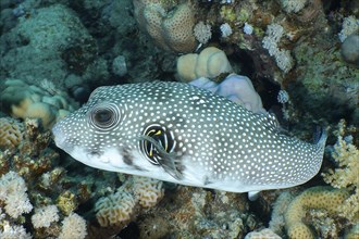 White-spotted puffer (Arothron Hispidus), House reef dive site, Mangrove Bay, El Quesir, Egypt, Red