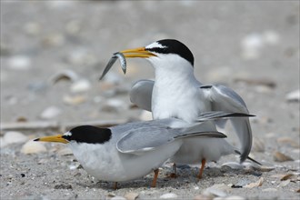 Little Tern (Sternula albifrons), pair during mating ritual, adult birds in courtship display, pair