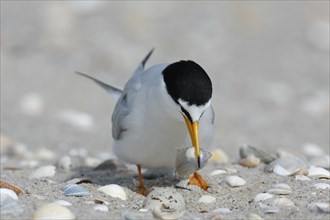 Little Tern (Sternula albifrons), adult bird with fish in its beak, feeding, Lower Saxon Wadden Sea