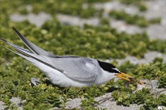 Little Tern (Sternula albifrons), juvenile with adult bird, Lower Saxon Wadden Sea National Park,