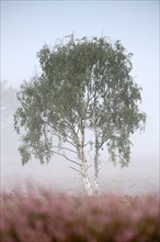 Birch in heather, morning mist, Westruper Heide, Haltern, North Rhine-Westphalia, Germany, Europe