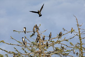 Cormorant colony, flying cormorant, tree, Geltinger Birk, Schleswig-Holstein, Germany, Europe