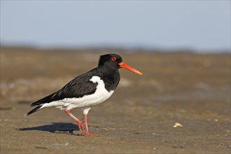 Eurasian oystercatcher (Haematopus ostralegus), adult bird walking in the mudflats, Lower Saxony