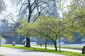 Dresden silhouette in spring. Numerous Japanese cherry trees blossom on the banks of the Neustädter