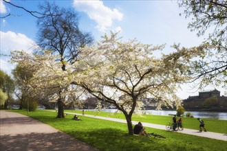 Spring on the Königsufer in Dresden