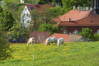 Cows on the pasture in Reinhardtsgrimma