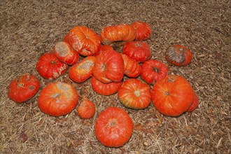 Pumpkins (Cucurbita) (Cucurbitaceae) are a genus of plants in the gourds . Five species are