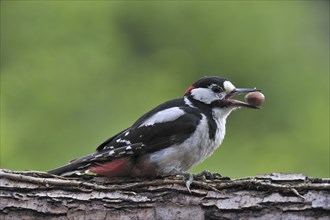 Great Spotted Woodpecker (Dendrocopos major), Greater Spotted Woodpecker male with hazelnut in beak