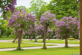 Pillnitz in spring