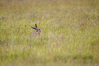 European hare (Lepus europaeus), Germany, Europe