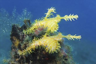 Pair, two, ornate ghost pipefish (Solenostomus paradoxus) yellow, whimsical, bizarre, Great Barrier