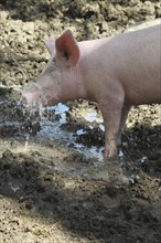 Free-range domestic pig enjoying the water jet, Allgäu, Bavaria, Germany, Europe