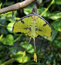 Freshly hatched comet moth (Argema mittrei), species peacock moth, occurrence endemic to Madagascar