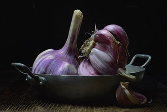 Fresh red garlic in tin dish France