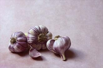 Fresh red garlic, France, Europe