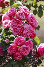 Flowering pink roses (Rosa) in a cottage garden, rose blossom, Schleswig-Holstein, Germany, Europe