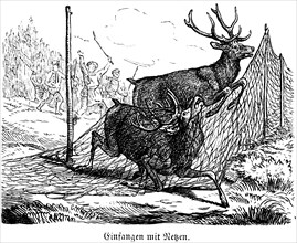 Caught with Nets, Deer, Hubertus Hunting and Hunting Scenes, Wild Animals, Antlers, Driver, Noise,