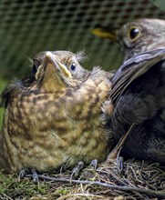 Blackbird (Turdus merula), female and nestling, young blackbird in nest, Saxony, Germany, Europe