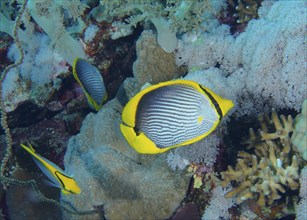 Blackback butterflyfish (Chaetodon melannotus), Small Brother dive site, Brother Islands, Egypt,