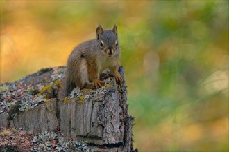 Common Canadian red squirrel (Tamiasciurus hudsonicus) sitting on tree stump, Yukon Territory,