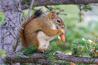 Common Canadian red squirrel (Tamiasciurus hudsonicus) sitting on a branch, eating pine cones, tail