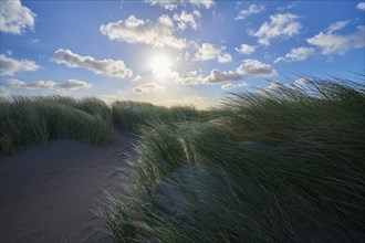 Sand dune, dune grass, wind, sun, clouds, morning, Zandvoort, North Sea, North Holland, Netherlands