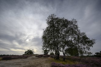 Single birch in a heath landscape, with cloudy sky, Westruper Heide, Haltern, North