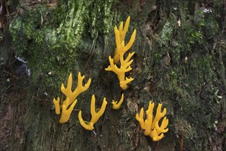 Yellow stagshorn (Calocera viscosa), Emsland, Lower Saxony, Germany, Europe