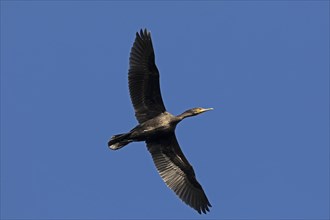 Flying cormorant, Geltinger Birk, Schleswig-Holstein, Germany, Europe