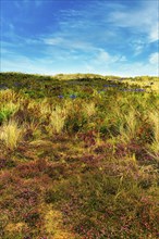 Dune landscape, flowering heath, Isle of Tresco, Isles of Scilly, Cornwall, England, Great Britain