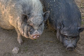 Pot-bellied pigs (Sus scrofa domesticus), Mecklenburg-Vorpommern, Germany, Europe