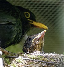 Blackbird (Turdus merula), male and nestling, young blackbird in nest, Saxony, Germany, Europe