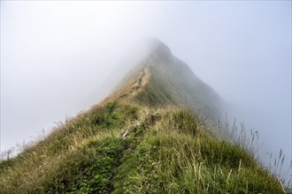 Steep grassy mountains in the fog, ascent to Marwes, Säntis, Appenzell Ausserrhoden, Appenzell