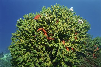 Black sun coral (Tubastrea micranthus) closed polyps, with jewel perch or vermillion seabass